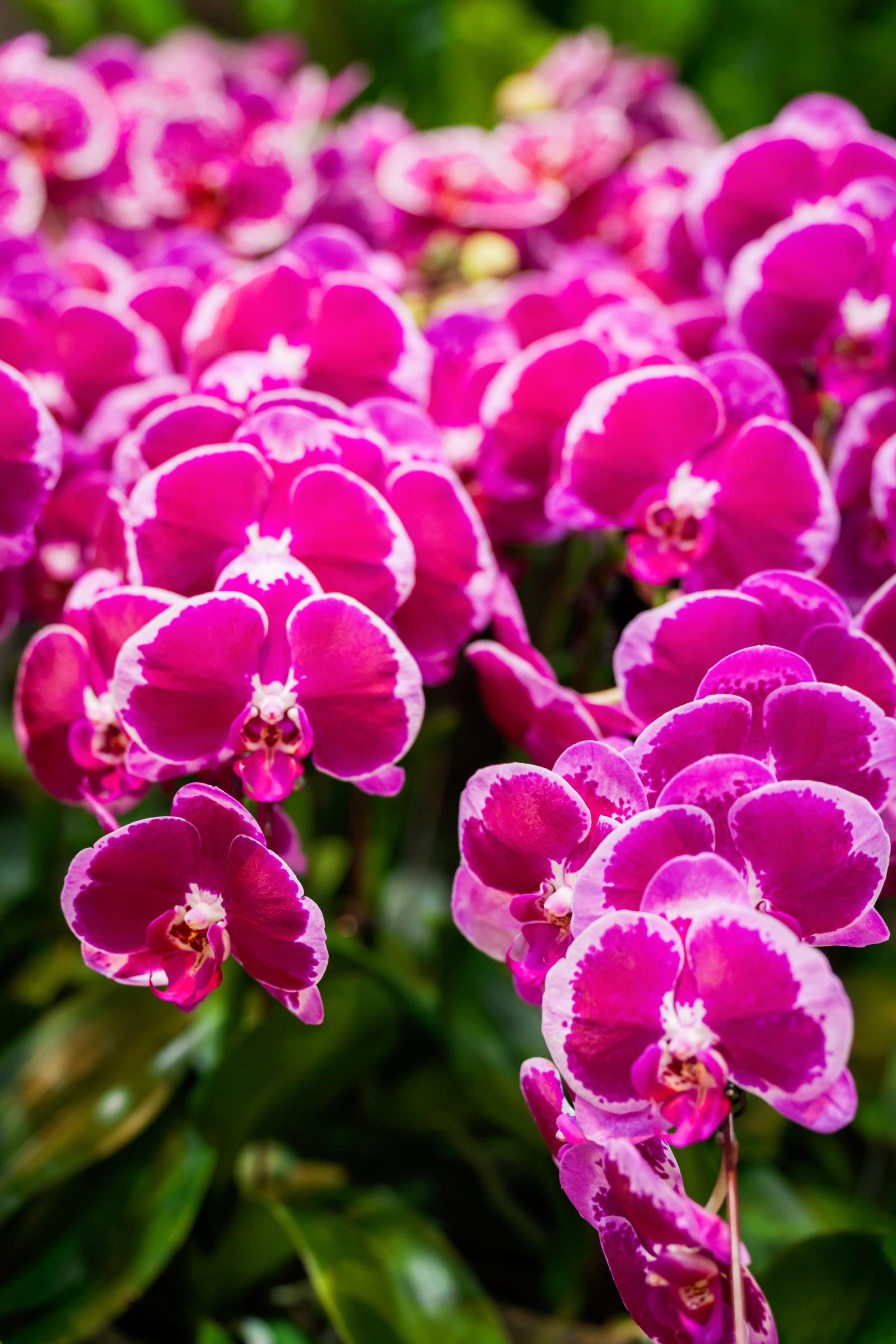 「花漾館」為全臺育種成果的集中展示場域，展現臺灣於全球蘭花市場的領先優勢