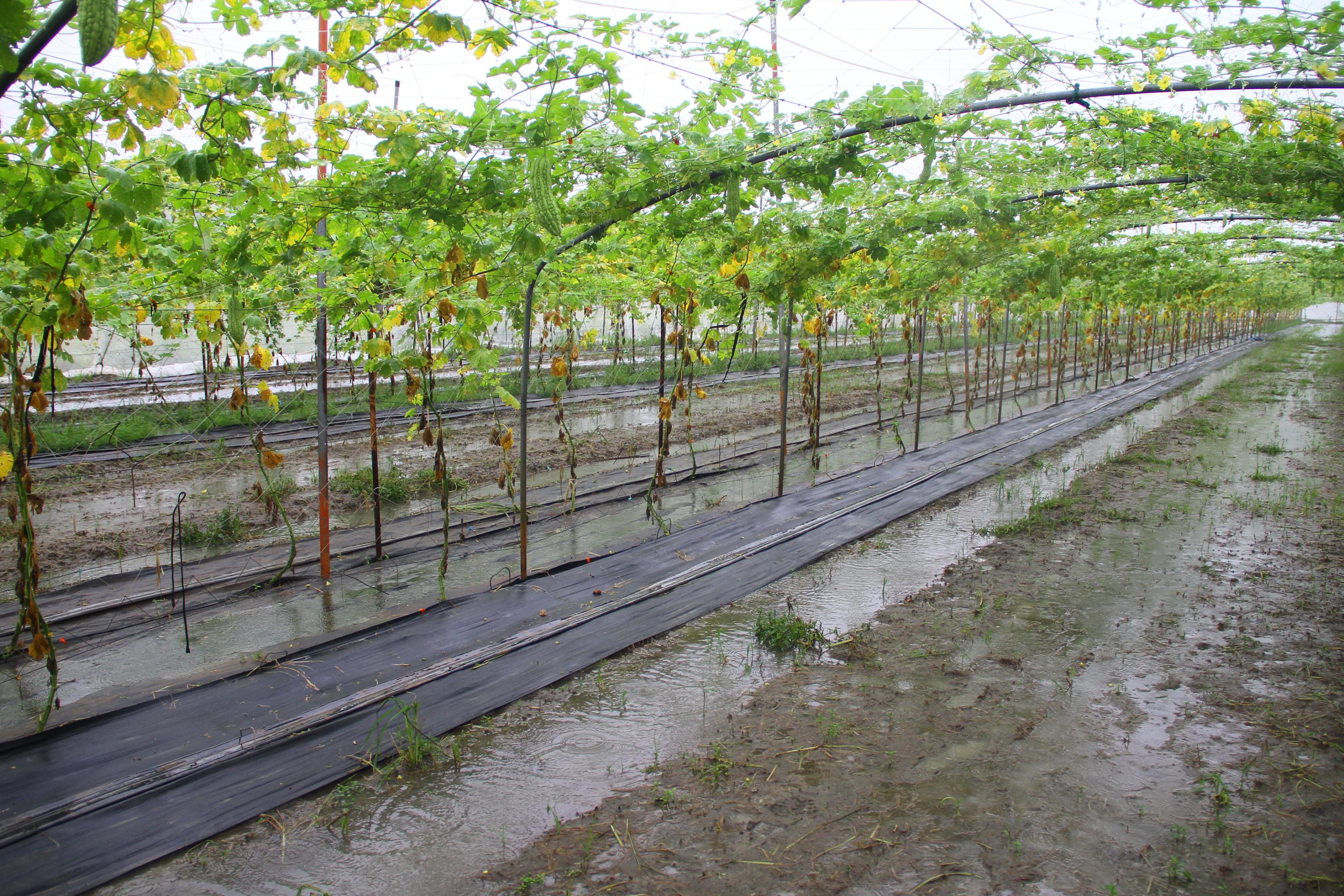 農業部已公告本次豪雨受災農產業全品項救助，全力協助受災農產業復原