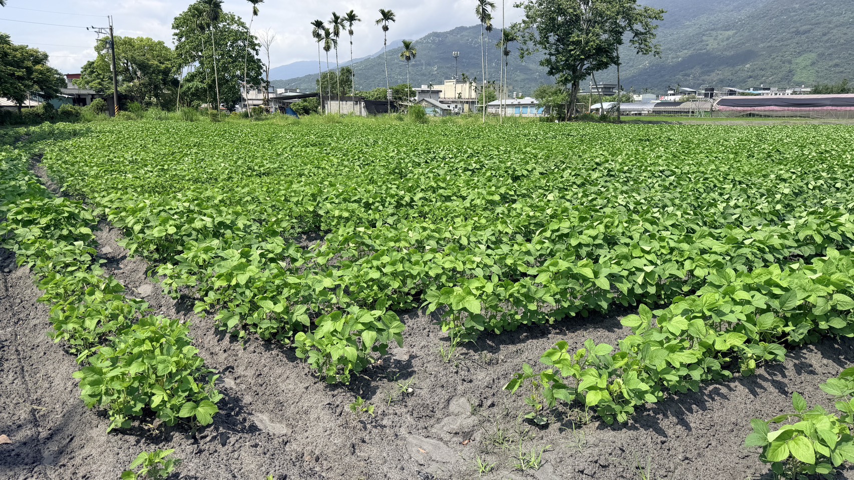 圖9. 輔導農民轉作大豆等節水雜糧,讓農田重新恢復生產。