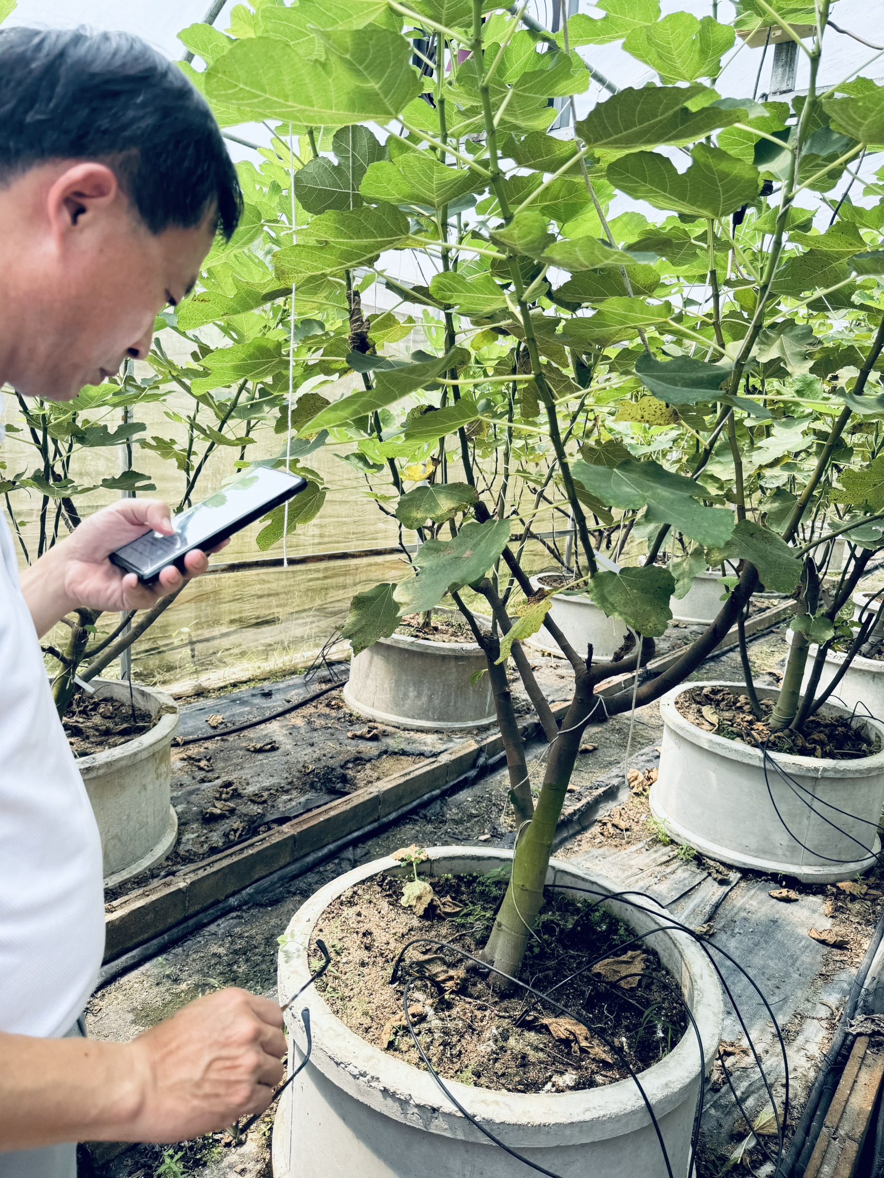照片3_我方代表團在清萊無花果溫室測試該校「神農GTP」APP運用情形。
