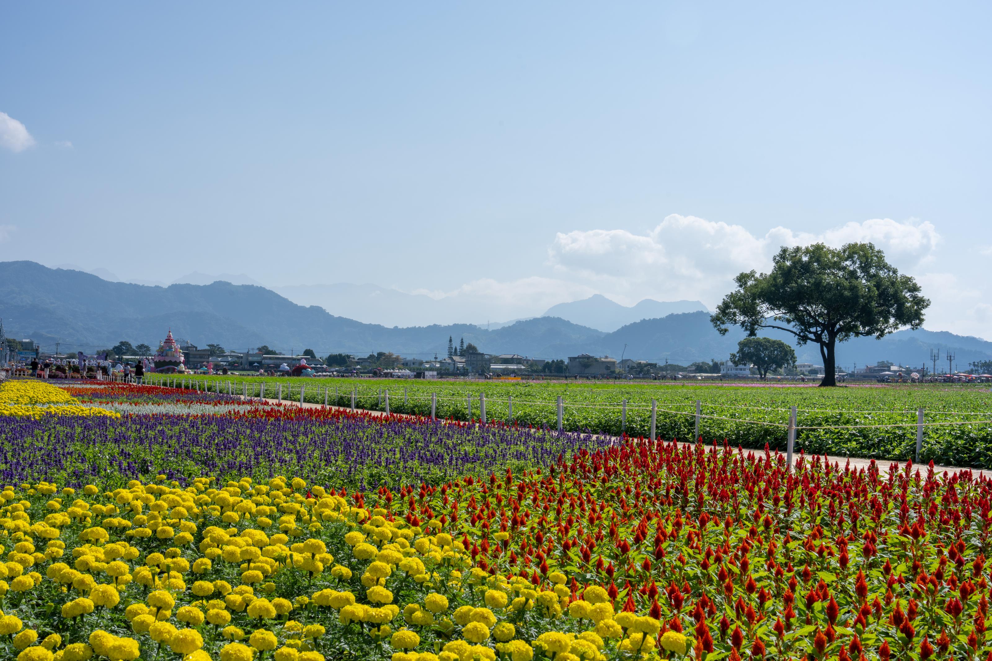 圖5_今年花海活動全區共39.5公頃，花海景觀面積更達12.5公頃