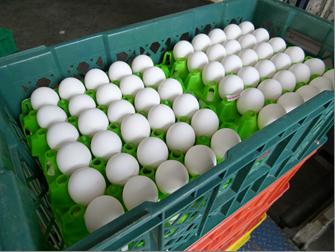 盤裝洗選雞蛋箱(24台斤，240枚)