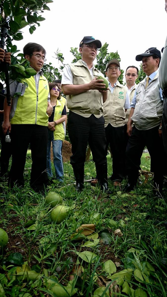 林主委聰賢視察宜蘭文旦柚災損照片