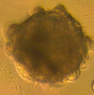 誘發 ciPSC所形成的類胚體