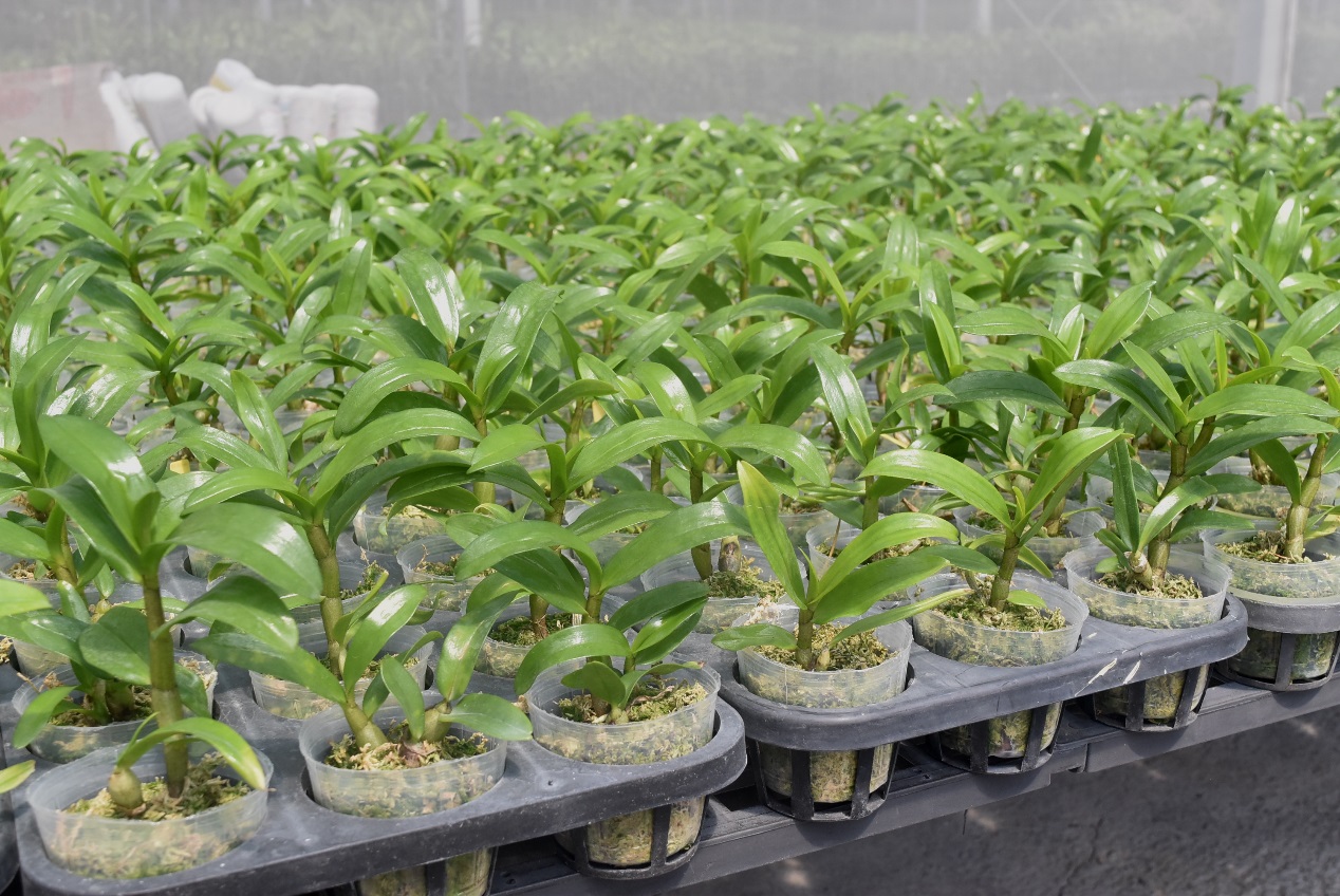 附帶栽培介質石斛蘭植株在溫室中生長情形