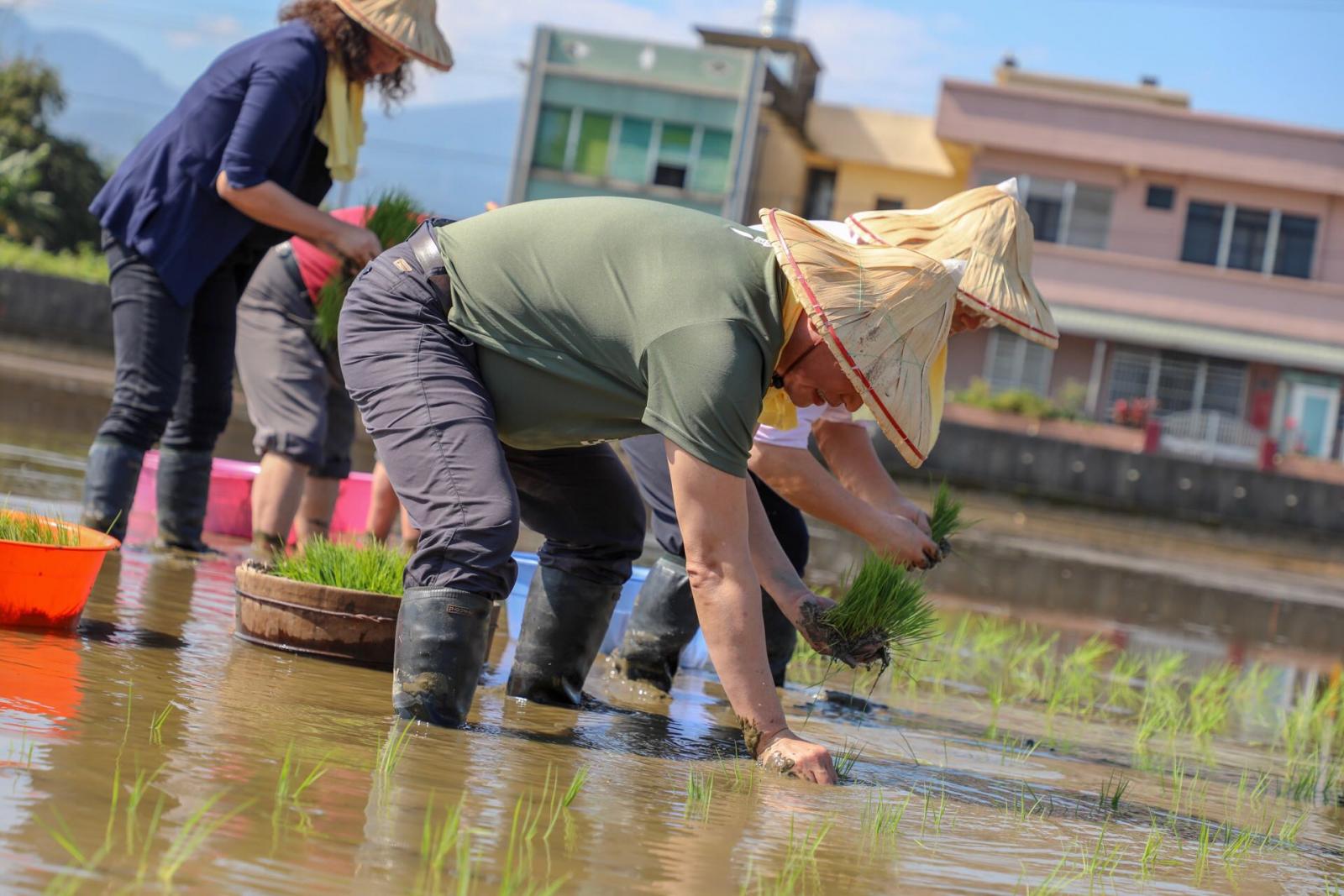 林主任委員聰賢親自參與秧插活動