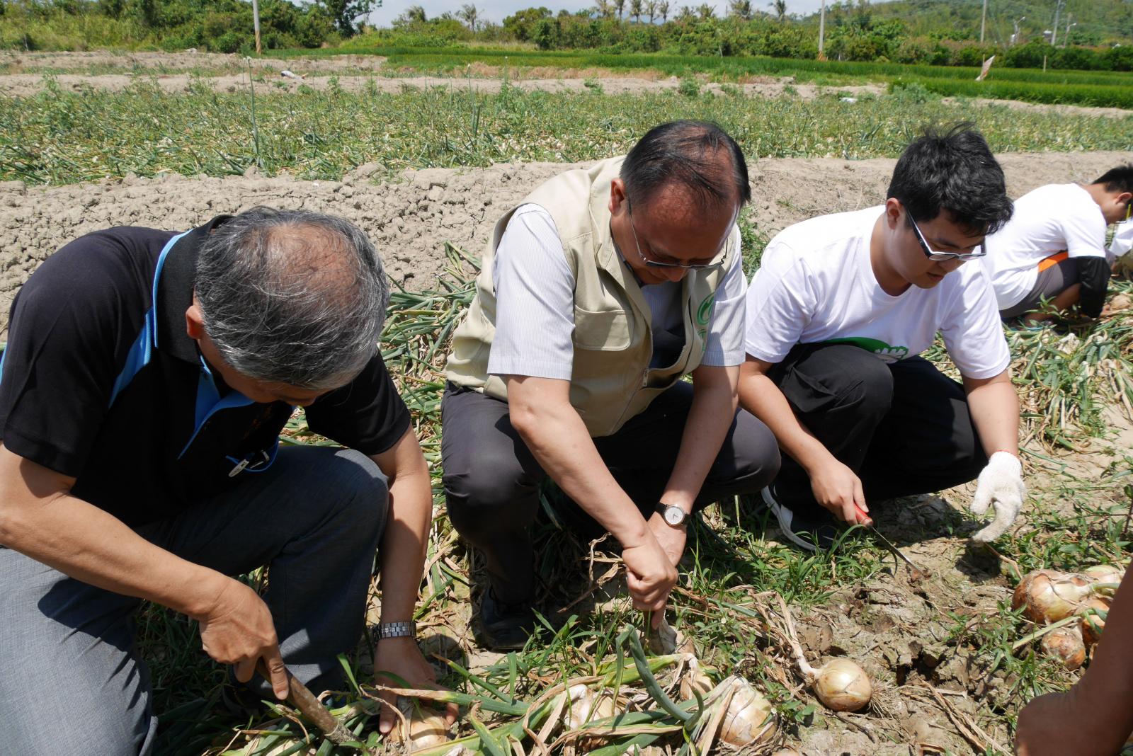 林聰賢主委與學生於田間採收洋蔥