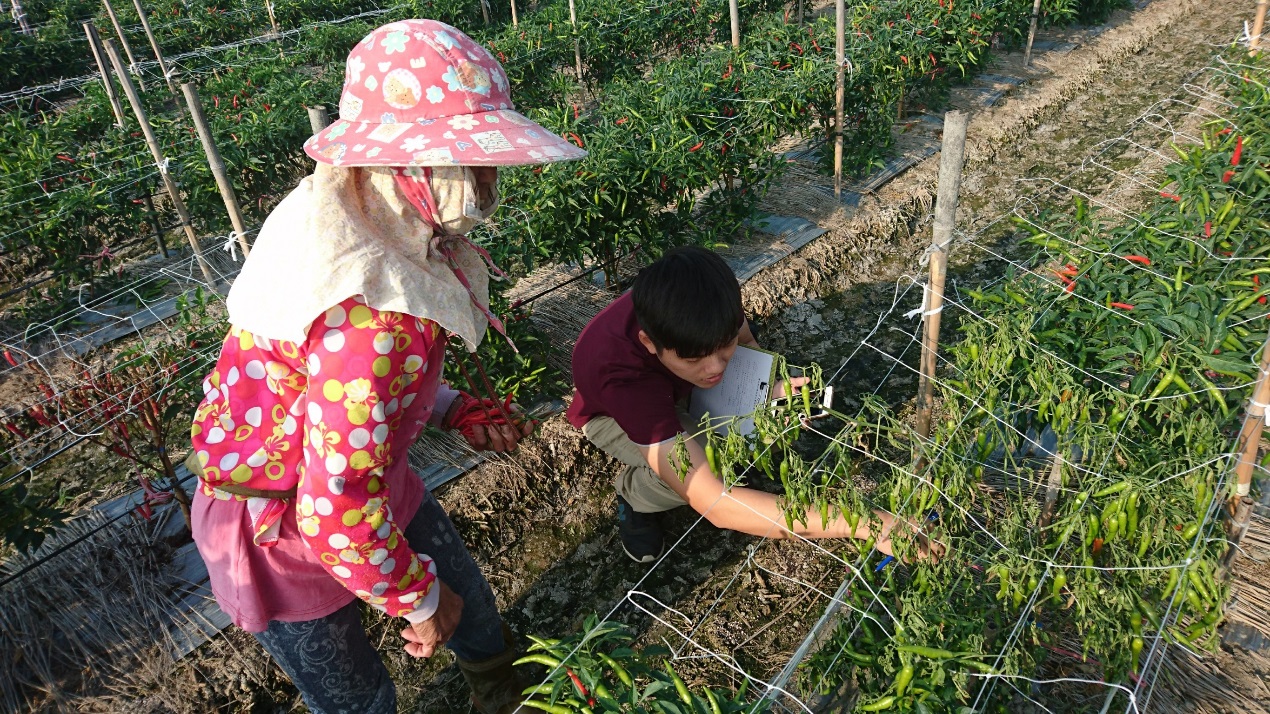 雲林縣實習植物醫師提供辣椒農友精準建議