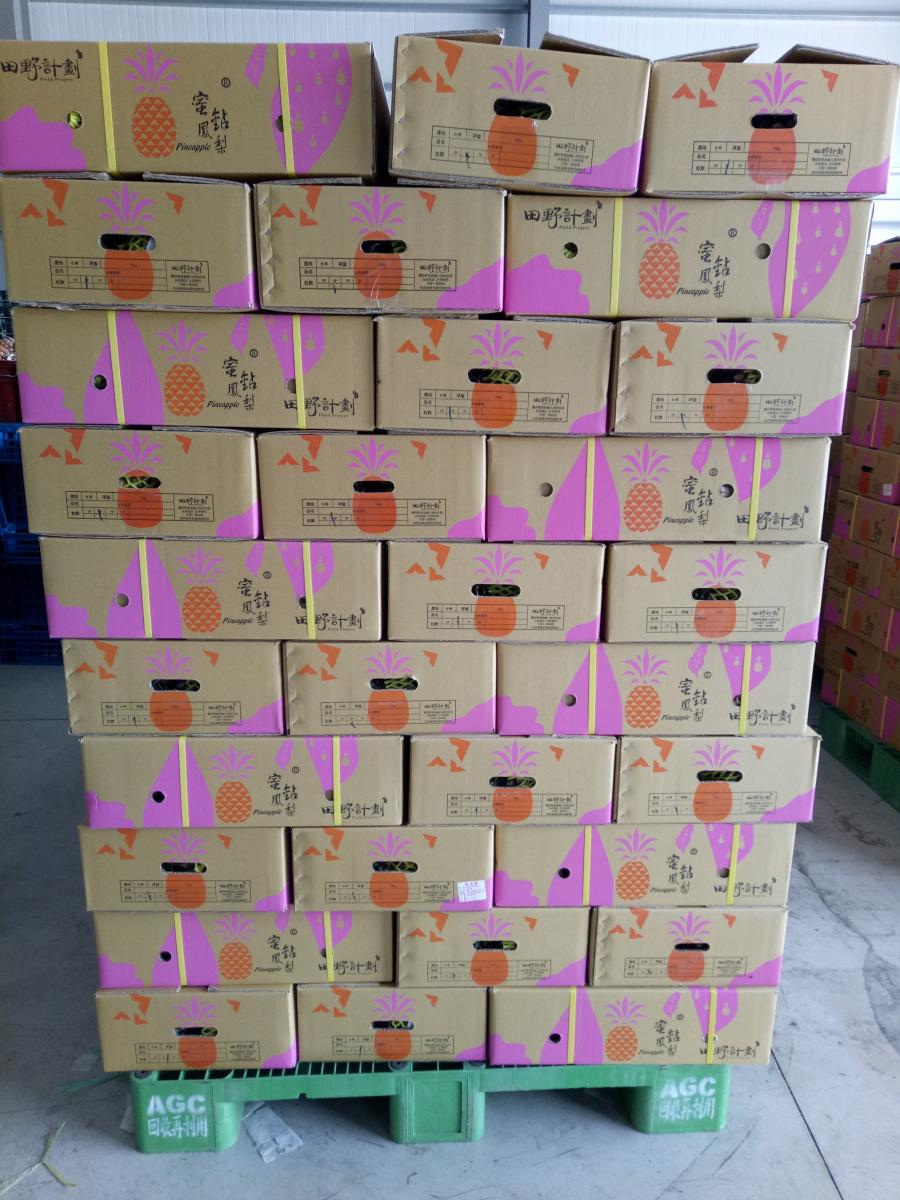外銷鳳梨裝箱照