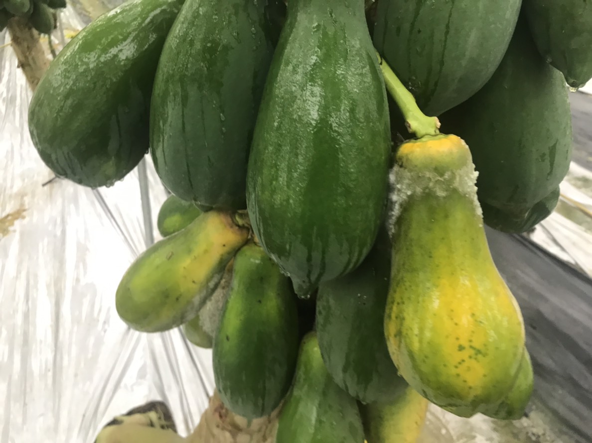 0812豪雨造成高雄木瓜受損情形