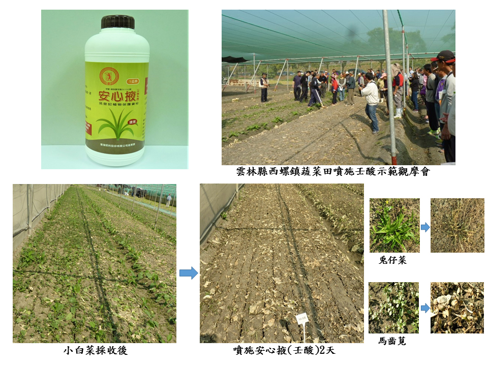 藥毒所研發產品──壬酸製劑技術移轉台肥公司，實際應用於蔬菜田的除草效果