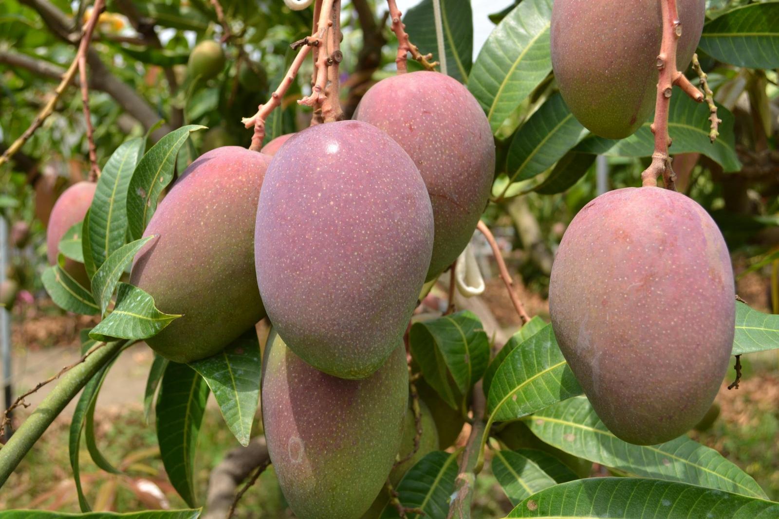 國產愛文芒果