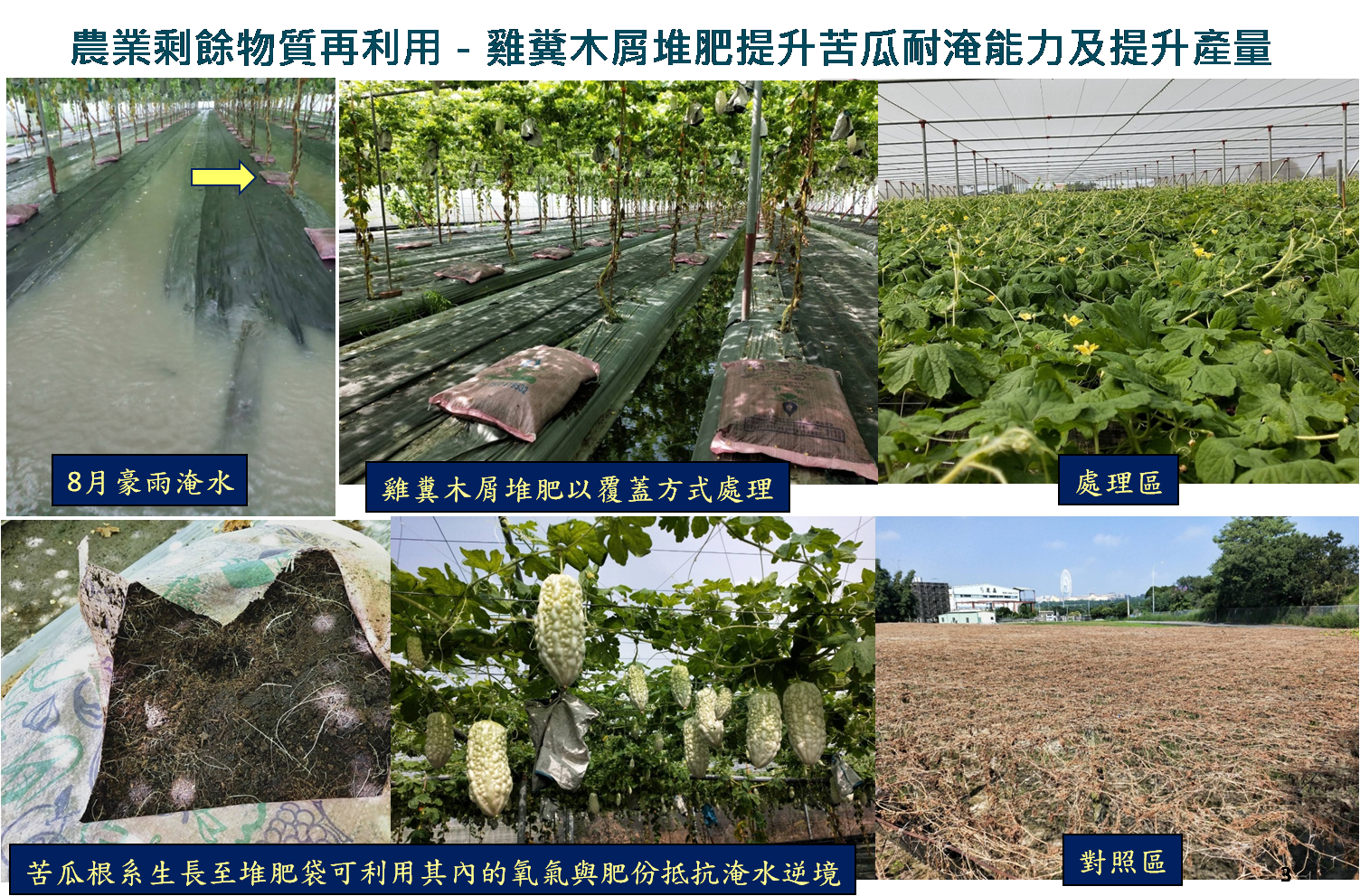 雞糞堆肥提升苦瓜耐淹水能力及產量