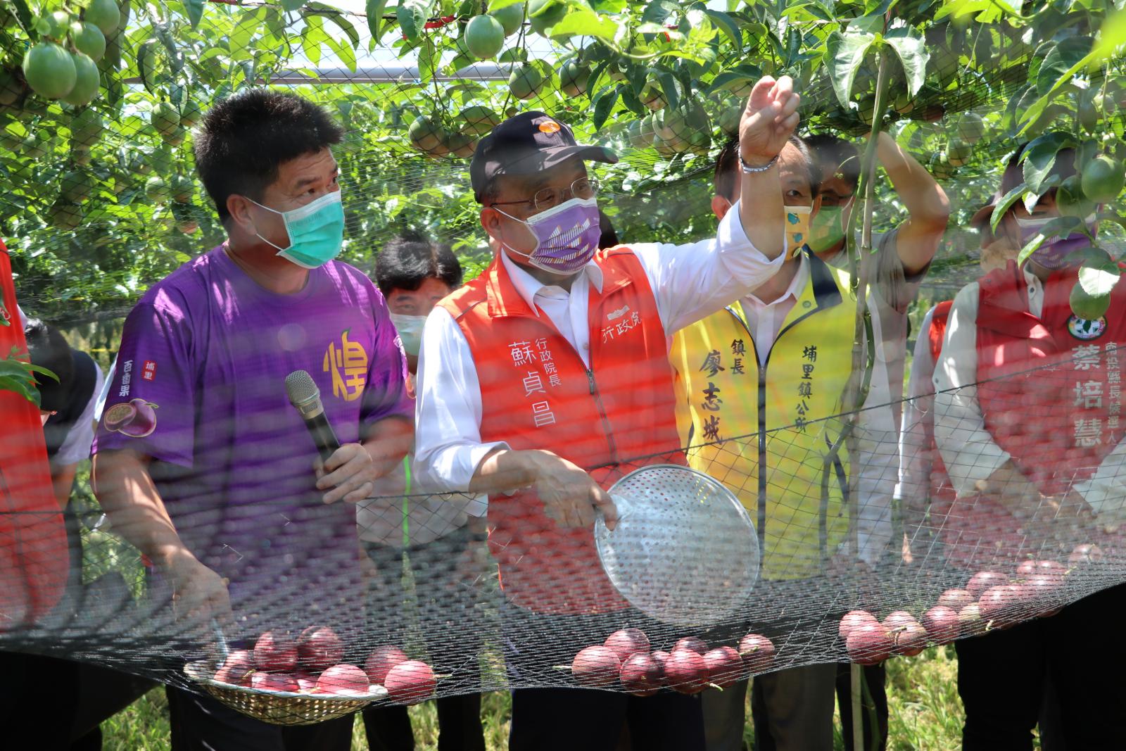 行政院院長蘇貞昌於園區體驗百香果收穫