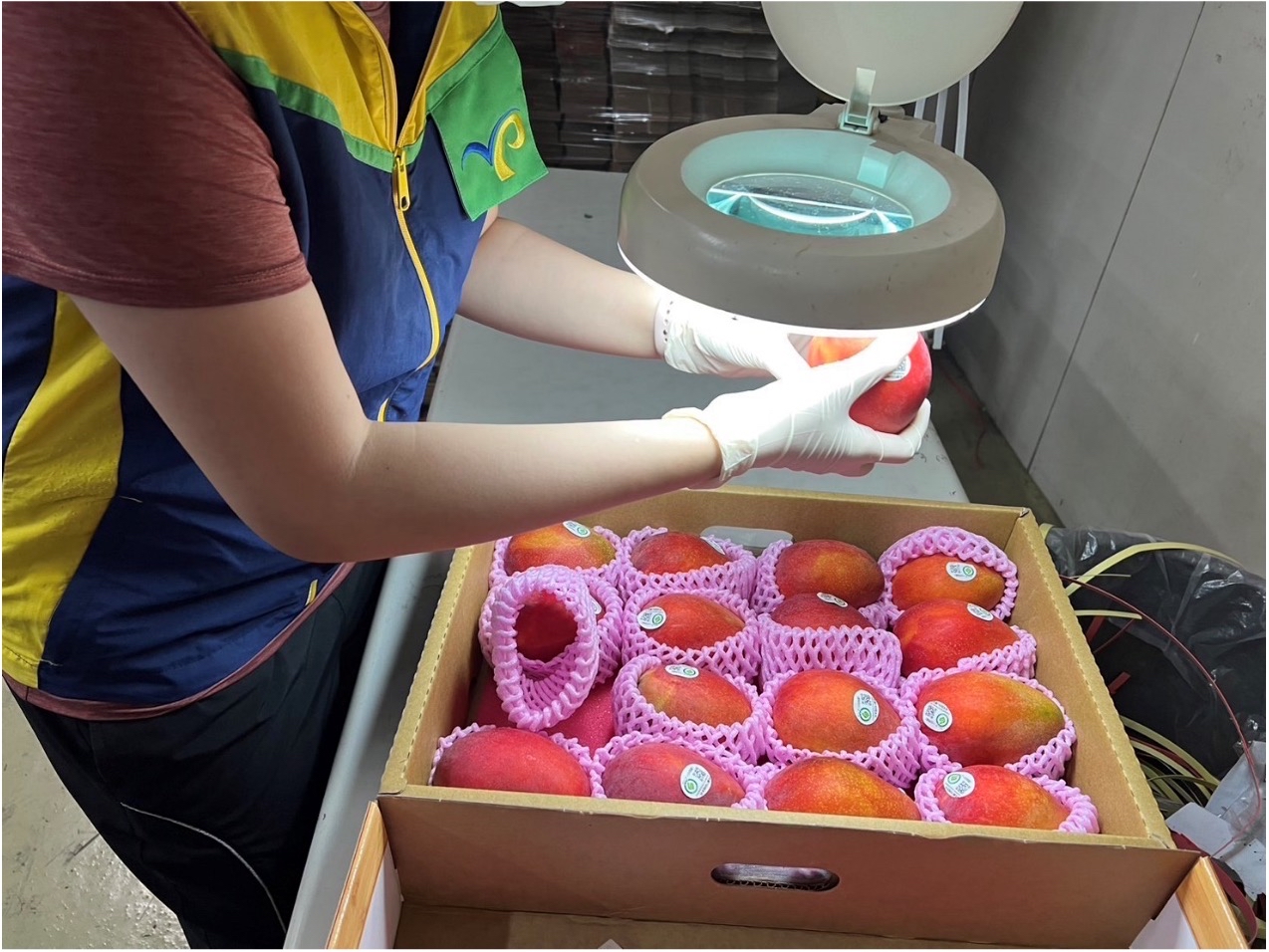 我國檢疫人員進行外銷芒果輸出檢疫作業