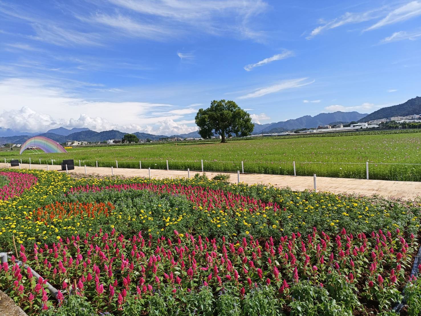 圖4_2025新社花海