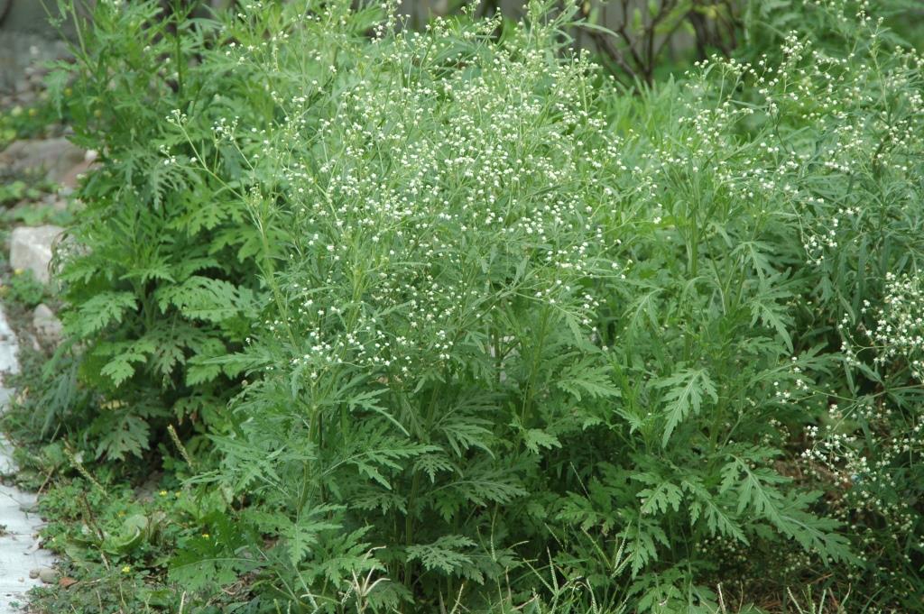 銀膠菊盛花前期，圖片來源：特生中心黃士元博士