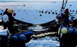 沿近海漁業
