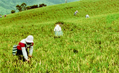 人工採收金針花