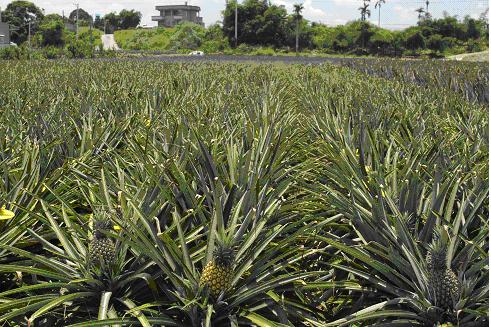 圖1、「台農21號」鳳梨植株發育旺盛，葉色淡綠