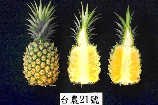  圖３、「台農21號」 鳳梨果皮略厚，花腔略深，果肉黃或金黃色，肉質緻密細緻