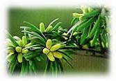 珍貴稀有植物－台灣油杉