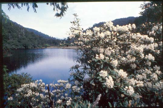 鴛鴦湖自然保留區（行政院退輔會森林保育處提供）