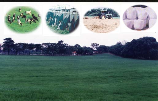 大面積盤固草草地之景觀