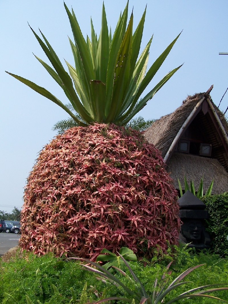 圖3　由無數姬鳳梨拼成的超大顆活鳳梨