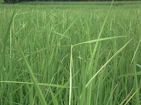 圖1　水稻徒長病