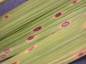 圖2　胡麻葉枯病於葉上形成橢圓形芝麻狀病斑 