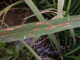 圖5　稻熱病於葉上形成紡錘形病斑