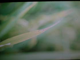 圖6　線蟲白尖病造成葉尖白化扭曲 