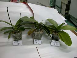 圖6. 以不同的大白花品種在大苗階段放入日溫20℃夜溫18℃的生長箱內進行催花試驗的抽梗狀況