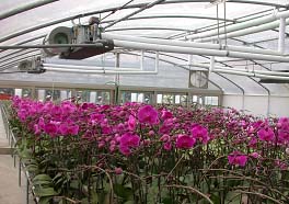 圖7. 掌握催梗特性與配合環境控制，平地地區夏天都可以生產高品質的蝴蝶蘭