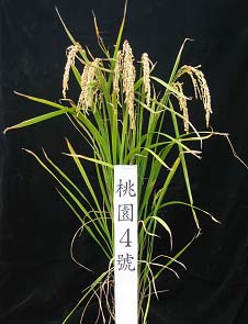 「桃園4號」支單株