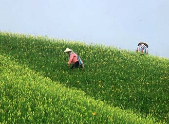 圖2 針農採收金針