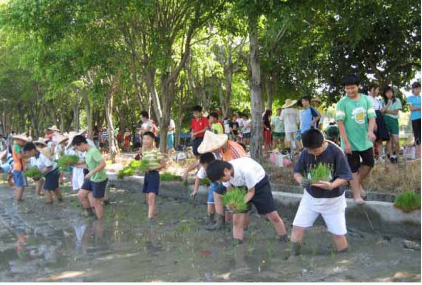 歡天喜地初體驗-學童看稻子長大