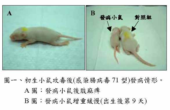 圖一、初生小鼠攻毒後(感染腸病毒71型)發病情形。
