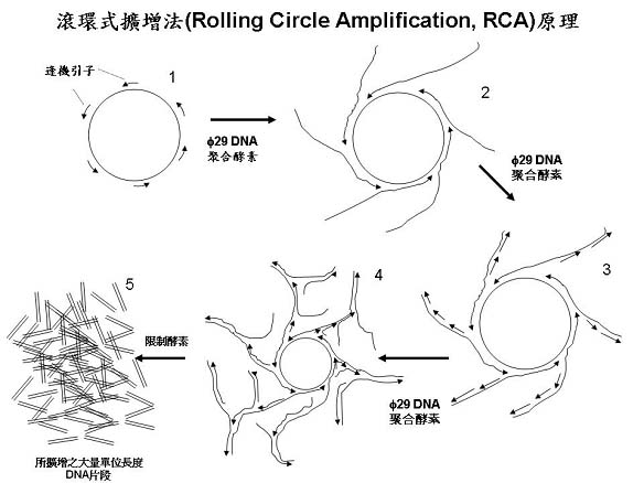滾環視擴增法(Rolling Circle Amplification RCA)原理
