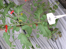 圖1 激生素藥劑與對照無藥劑處理所採種之番茄台南亞蔬11號F1植株葉片