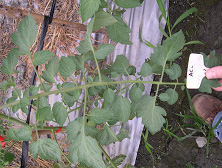 圖1 激生素藥劑與對照無藥劑處理所採種之番茄台南亞蔬11號F1植株葉片