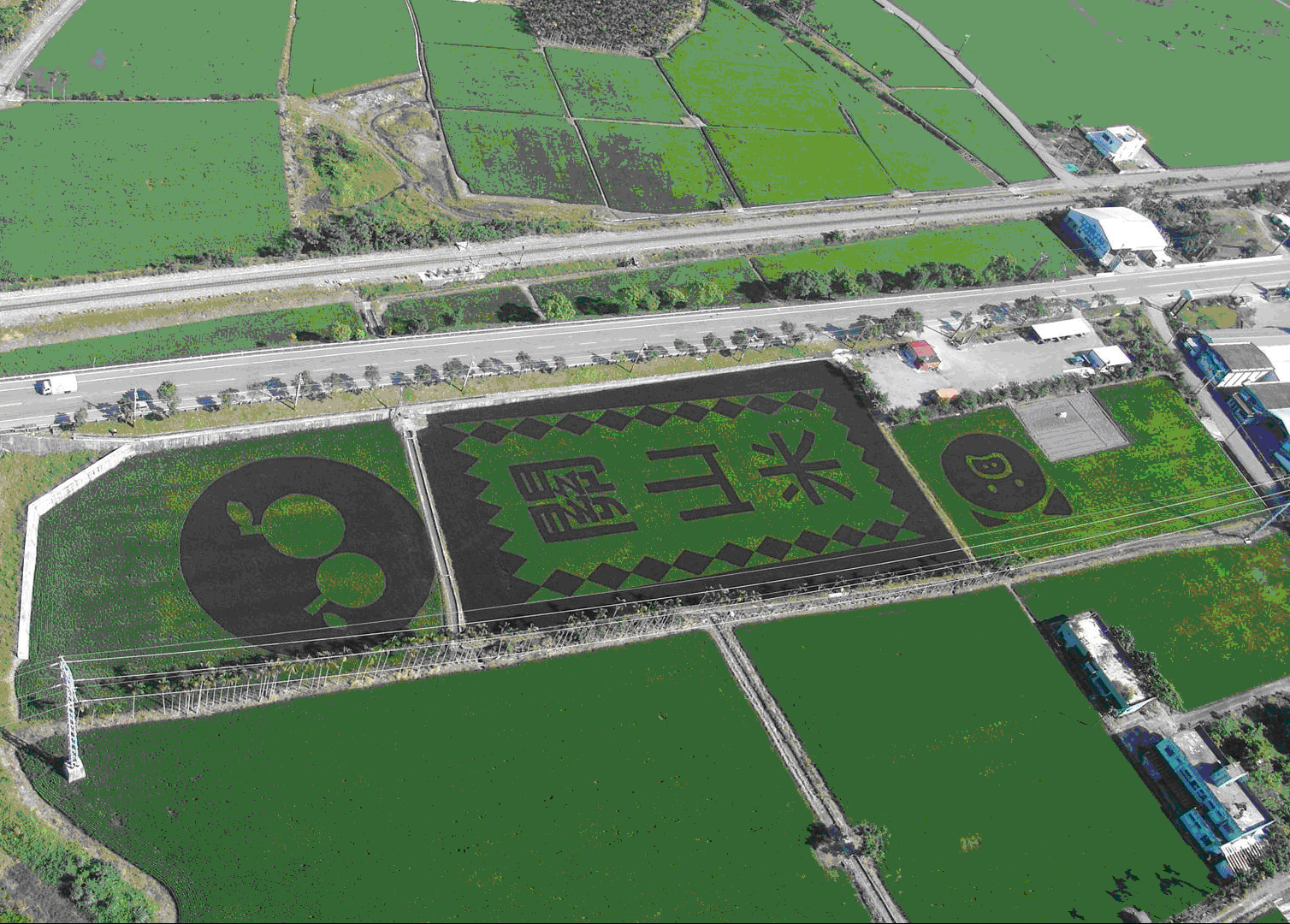 「關山米」稻田彩繪(陳玲岑/提供)