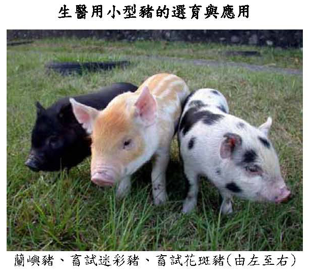 蘭嶼豬、畜試迷彩豬、畜試花斑豬(由左至右)
