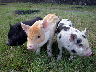 圖1　蘭嶼豬、花斑豬與迷你彩豬(朱賢斌/攝)