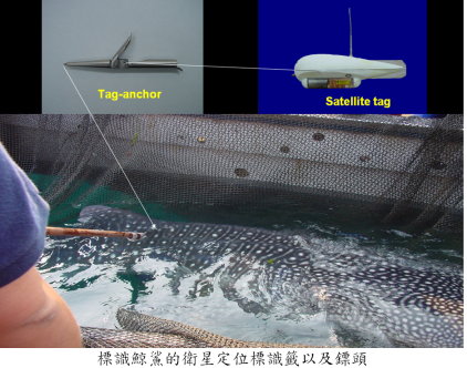 標識鯨鯊的衛星定位標識籤以及鏢頭