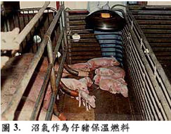 圖3、沼氣作為仔豬保溫燃料