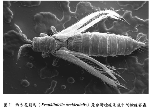 圖1  西方花薊馬（Frankliniella occidentalis）是台灣檢疫法規中的檢疫害蟲