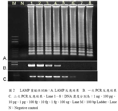 圖2   LAMP靈敏性試驗：A. LAMP反應結果  B. 一次PCR反應結果  C. 二次PCR反應結果。Lane 1－8：DNA濃度分別為：1 ng、100 pg、10 pg、1 pg、100 fg、10 fg、1 fg、100 ag。Lane M：100 bp Ladder。Lane N：Negative control