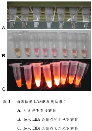 圖3  肉眼檢視LAMP反應結果：A. 可見光下直接觀察  B. 加入EtBr染劑在可見光下觀察  C. 加入EtBr染劑在紫外光下觀察